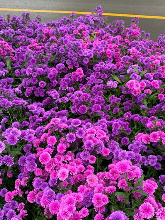 feed image 1