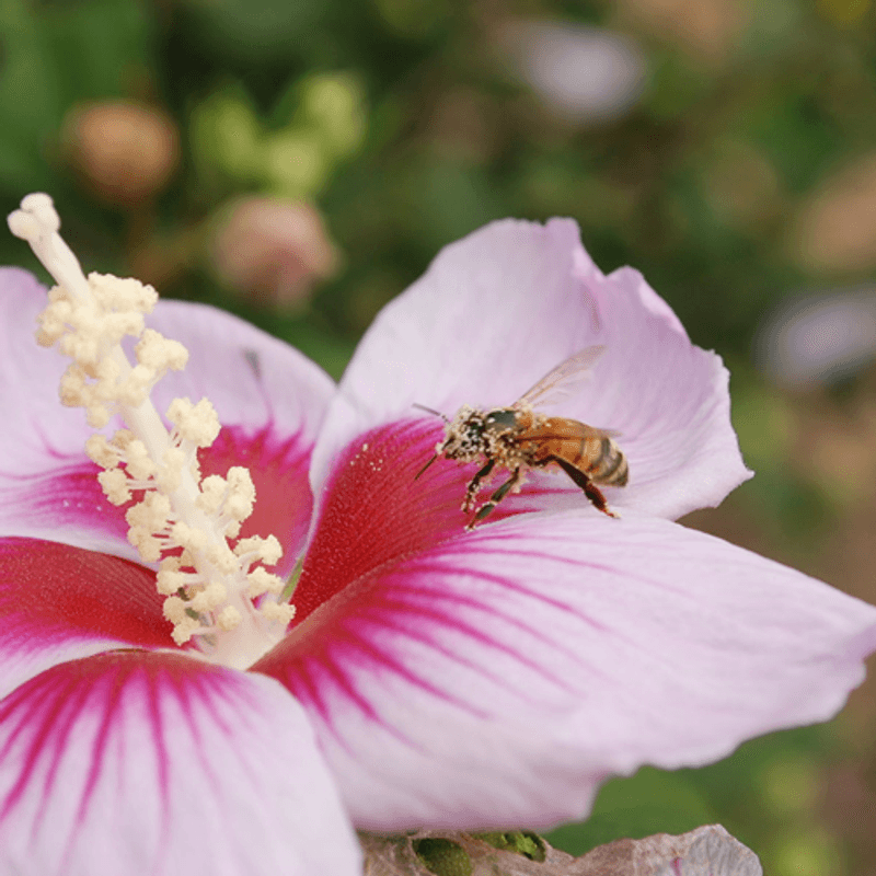 [홍천/당일] 설레는 봄, 꽃놀이 패키지여행 사진 6