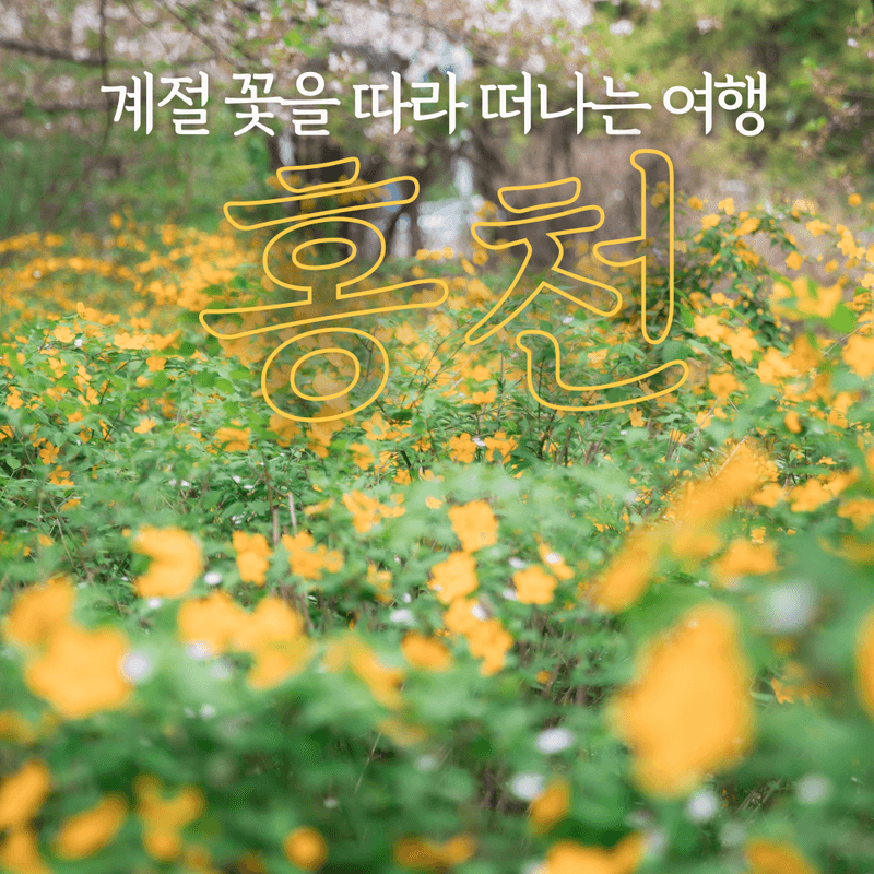 [홍천/당일] 설레는 봄, 꽃놀이 패키지여행 사진 1