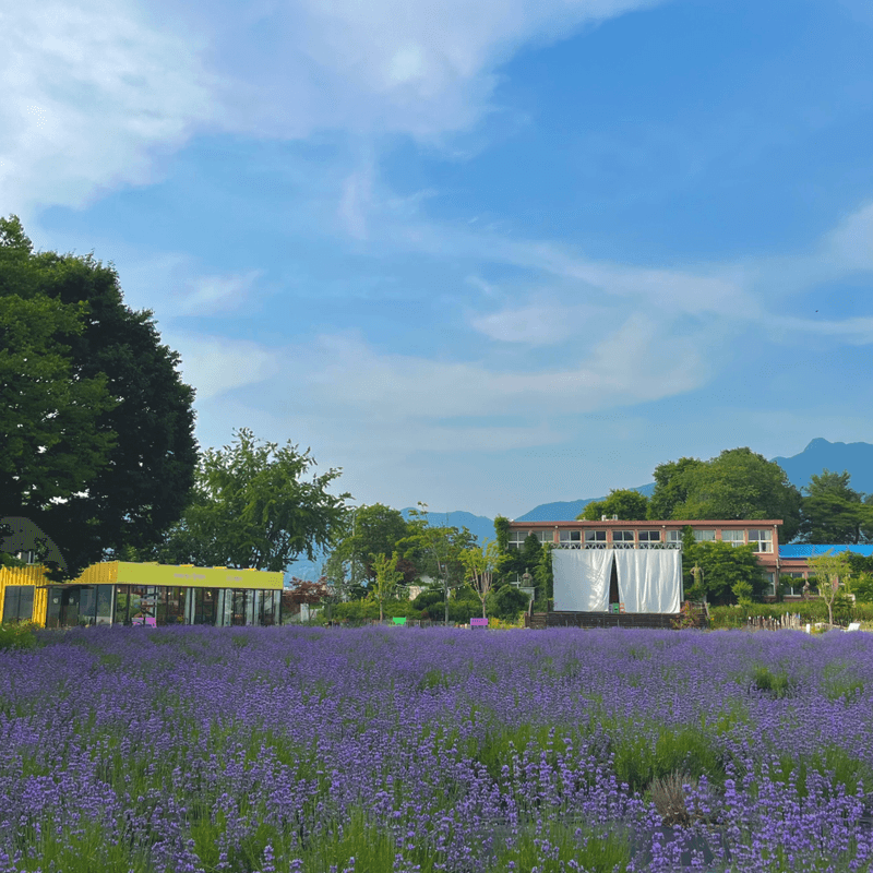 [거창 허브빌리지] 여성을 위한 웰니스 스테이 사진 2