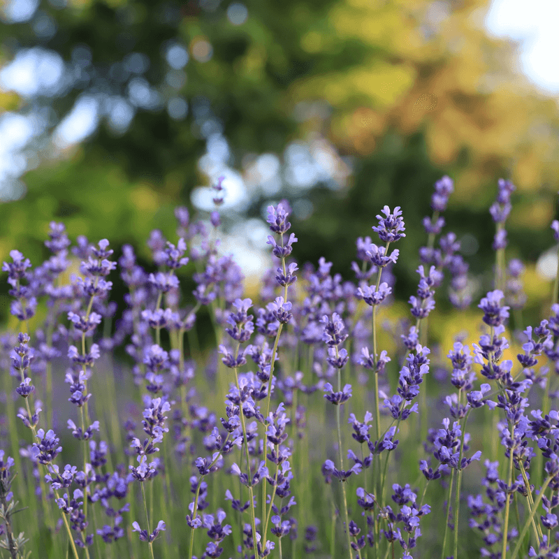 [거창 허브빌리지] 여성을 위한 웰니스 스테이 사진 5