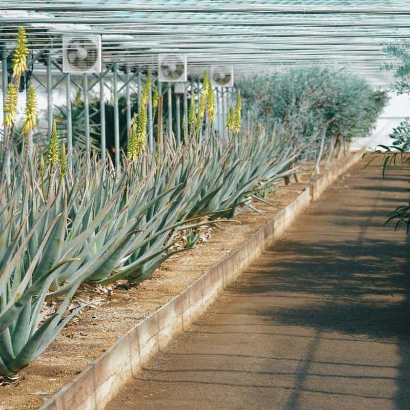 [김해/당일] 알로에 화장품 만들기 체험 사진 1