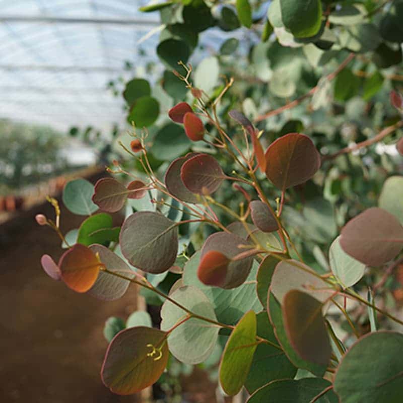 [김해/당일] 알로에 화장품 만들기 체험 사진 4