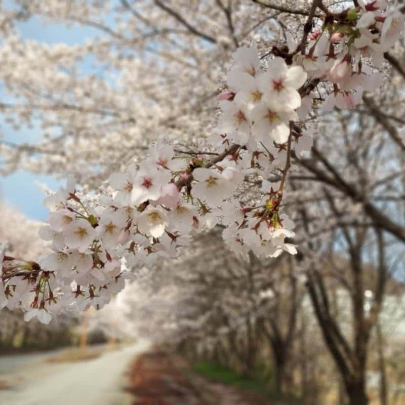 [아산당일] 벚꽃+불멍+꽃차+고무신테라리움+바베큐 사진 2