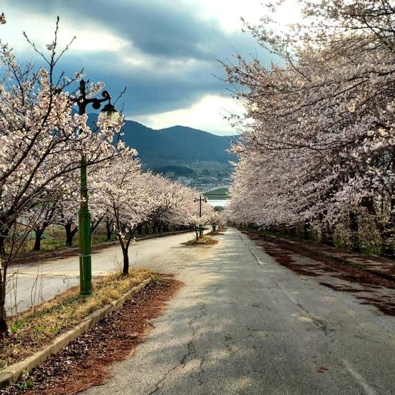 [아산당일] 벚꽃+불멍+꽃차+고무신테라리움+바베큐 사진 3