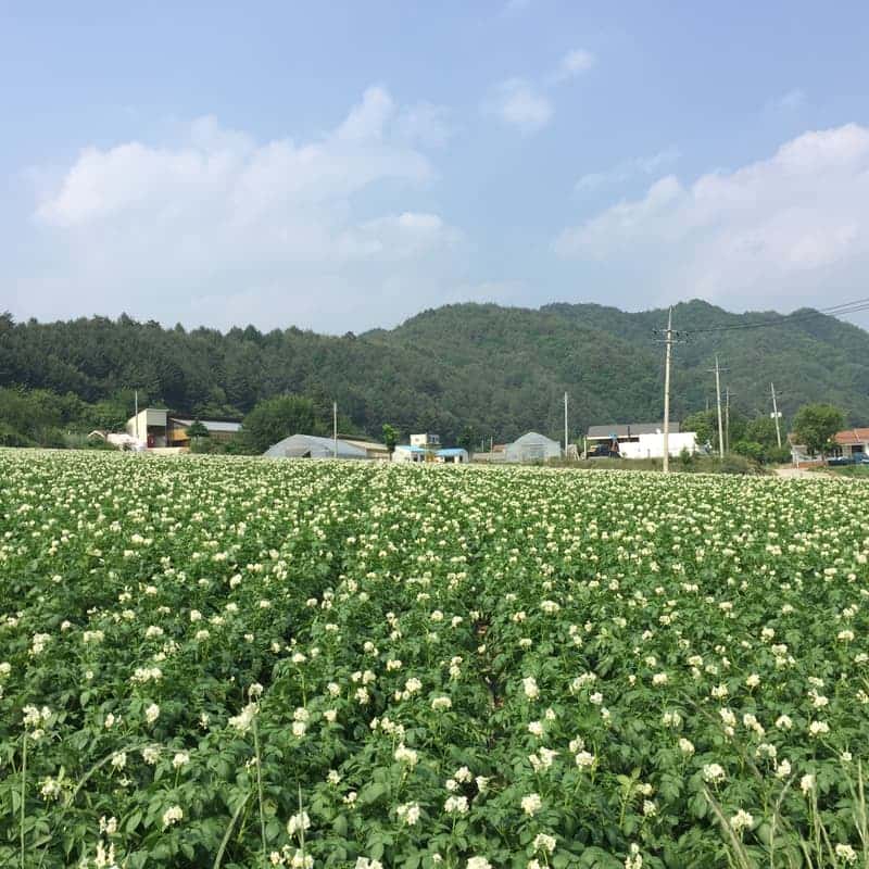 [평창] 구들스테이+웰니스체험+바베큐 피크닉(선택) 사진 8