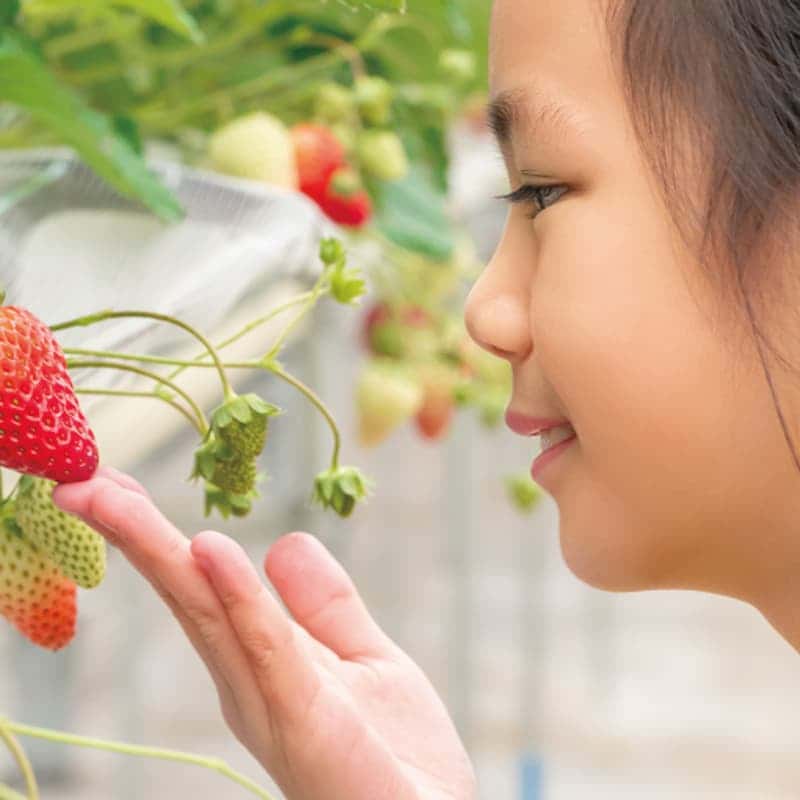 1인체험권🍓과즙팡팡,생각톡톡! 딸기농부체험 사진 1
