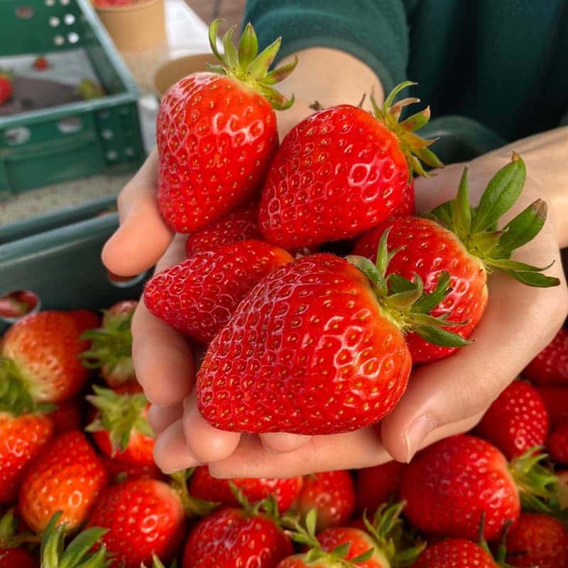 1인체험권🍓과즙팡팡,생각톡톡! 딸기농부체험 사진 2