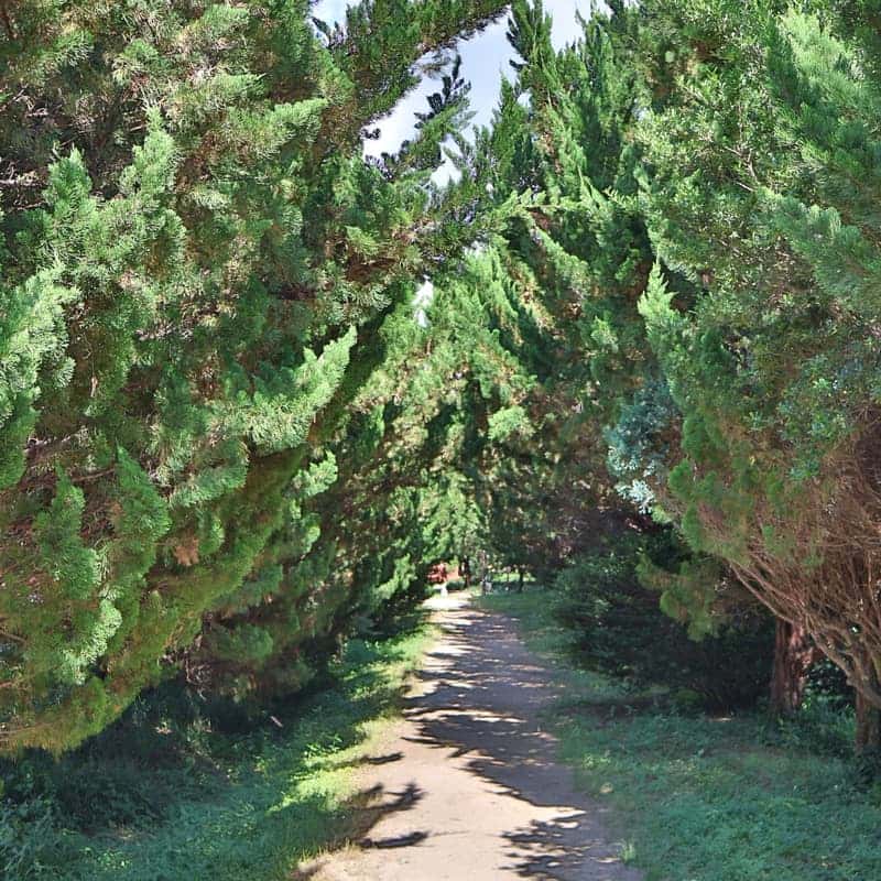 [구례/1박] 지리산 풍경, 향나무숲정원+걷기명상+식사1끼🌲 사진 2