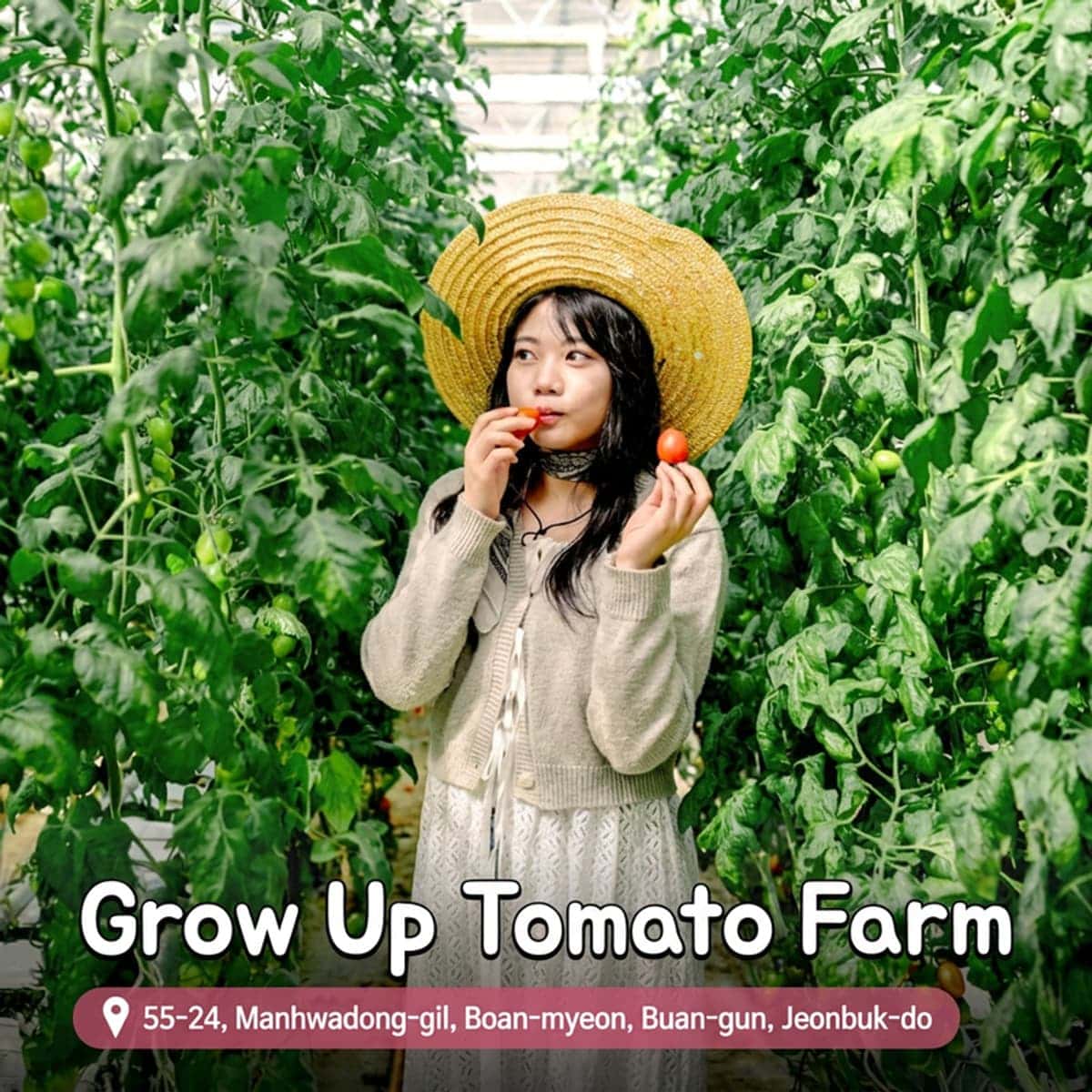 [Buan/Day Trip] Tomato Farm + Seulji Bakery + Naesosa Temple + Gomso Port photo 5