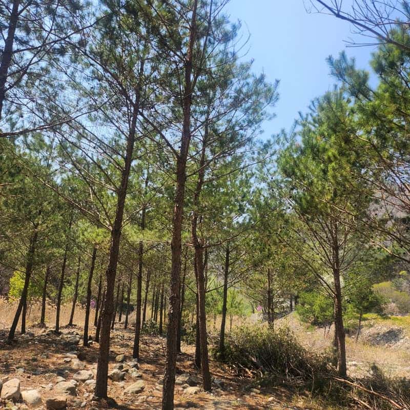 [홍천/1박]언니네 텃밭서리 + 에코염색 + 약초 족욕 사진 2