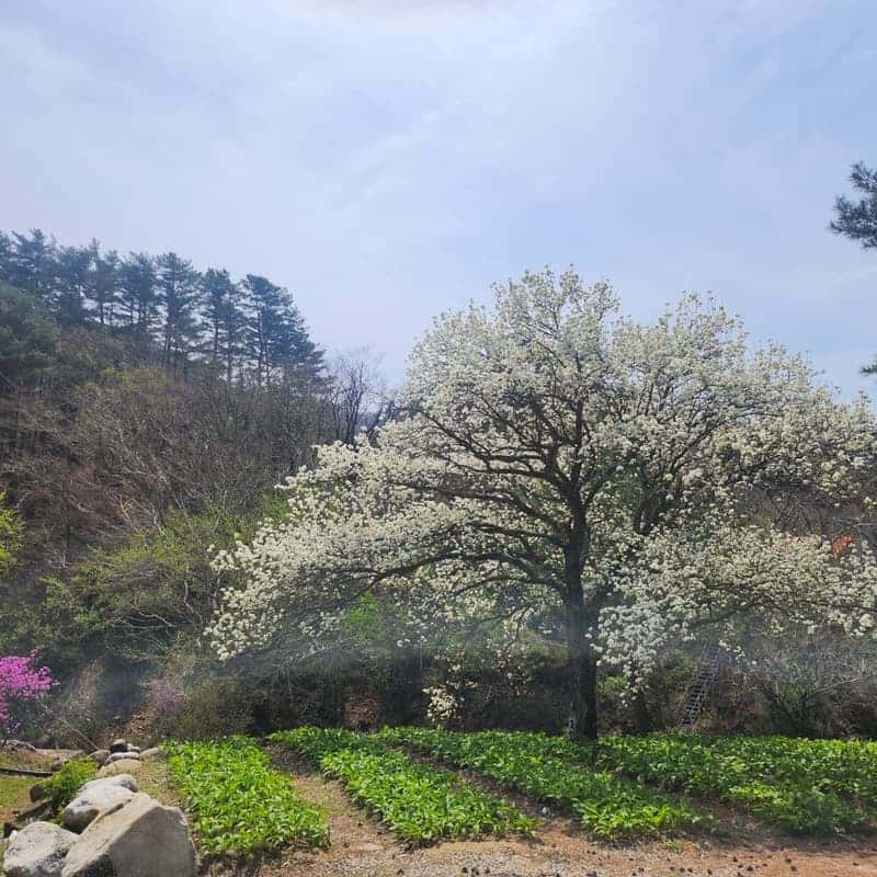 [홍천/1박]언니네 텃밭서리 + 에코염색 + 약초 족욕 사진 3