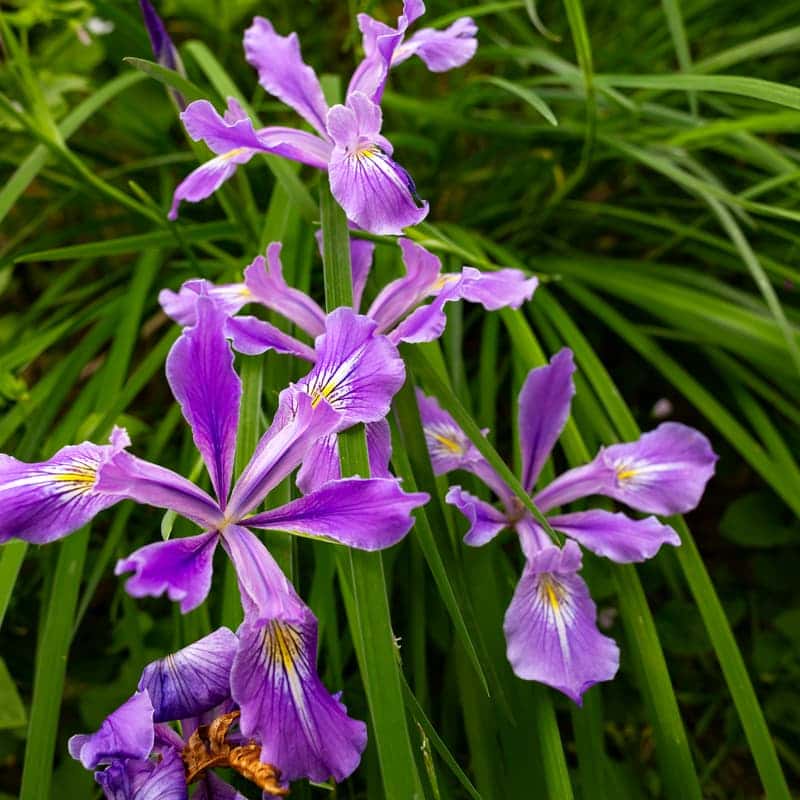 [완주] 텃밭 채소로 차린 전라도 밥상+치유황토방+불멍 사진 2