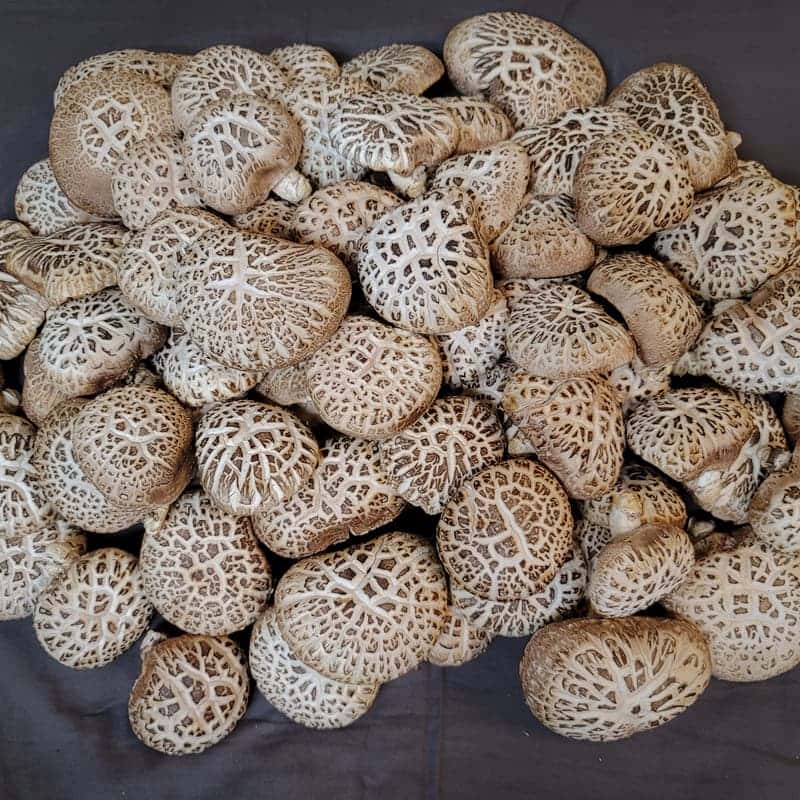 [장흥] 풍미 가득 표고버섯 체험 + 아로마 힐링 여행 사진 5