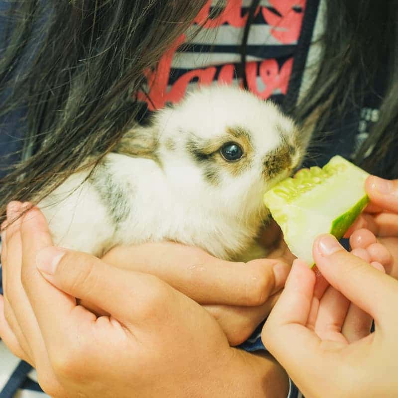 [경산] 육동미나리 삽겹살과 족욕 힐링 사진 4