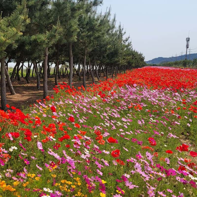 신기어꿈(hola singee) 사진 7