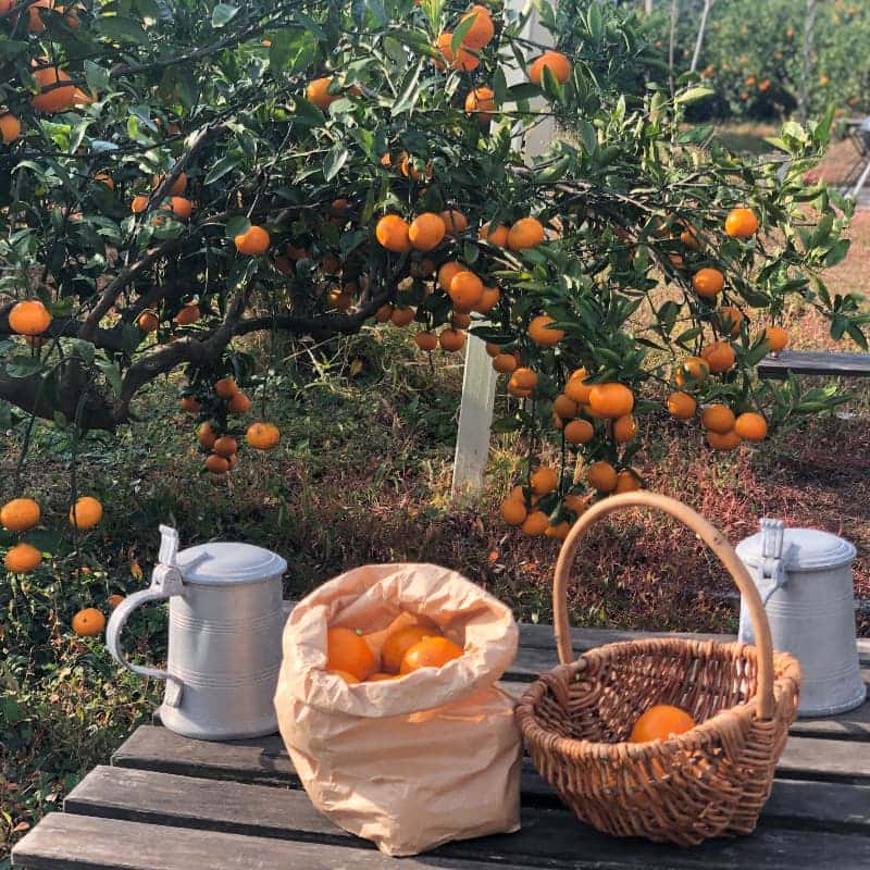 칡 or 노끈으로 바구니를 엮다. 제주 삼달리 감귤밭 리츄얼 [쓸모 없는 것들의 쓸모] 사진 7