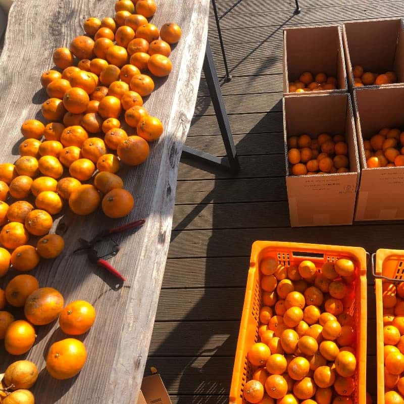 귤밭에 머무는 시간-농부체험(직접 딴 귤과 편지를 담아 5KG 친환경감귤 선물 보내기) 사진 4