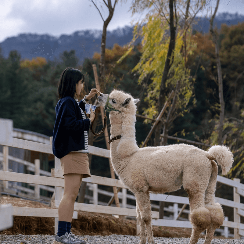 [가평,파주/당일] 가평 양떼목장+에델바이스 스위스파크+콩치노 콩크리트 (아트투어 B코스)