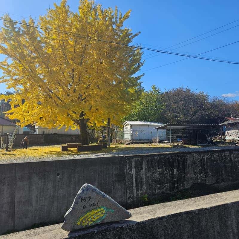 [영월/숙박] 333김장축제 '삼돌이로 살아보기' 🥬 사진 5
