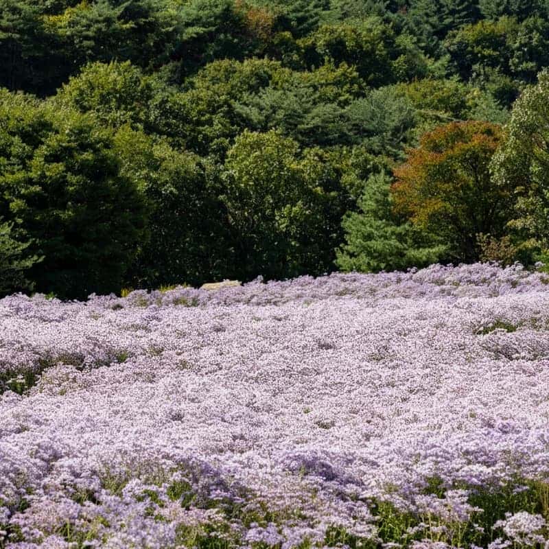 [문경/당일] 개미취 인생샷 명소 + 문경새재 + 봉명산 출렁다리 + 약돌삼겸쌈밥 사진 1