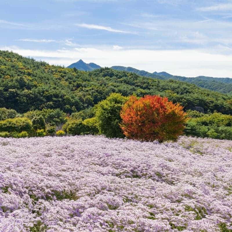 [문경/당일] 개미취 인생샷 명소 + 문경새재 + 봉명산 출렁다리 + 약돌삼겸쌈밥 사진 2