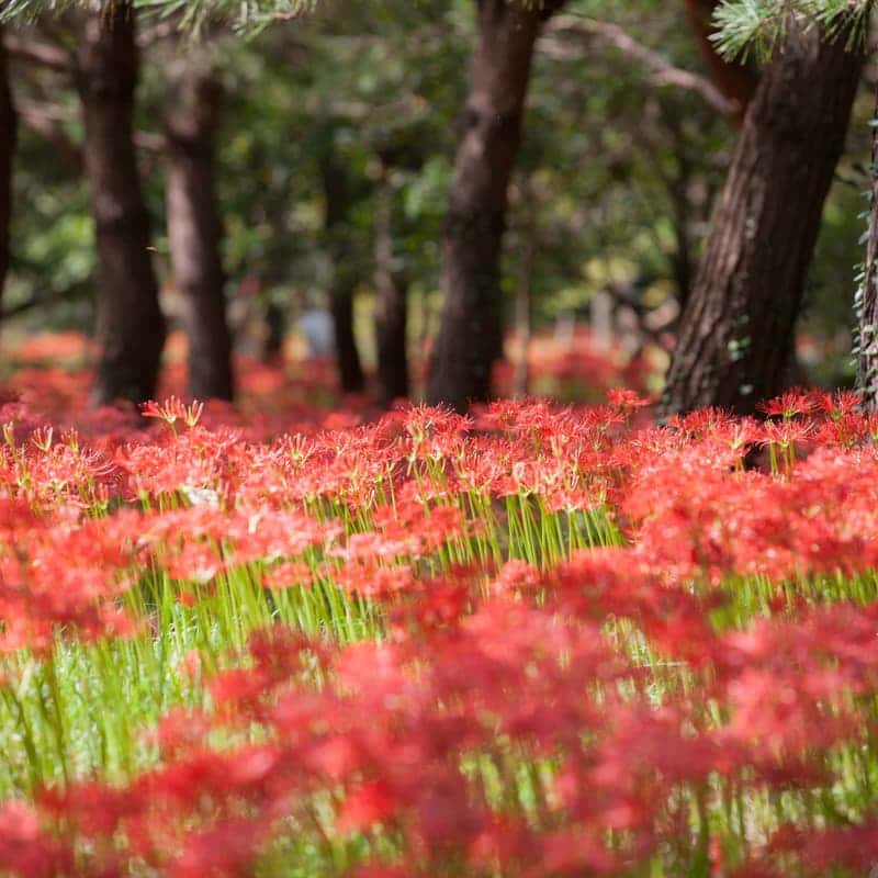 [고창/당일] 선운사 꽃무릇 + 학원농장 메밀꽃밭, 가을 꽃 필무렵 여행 사진 1