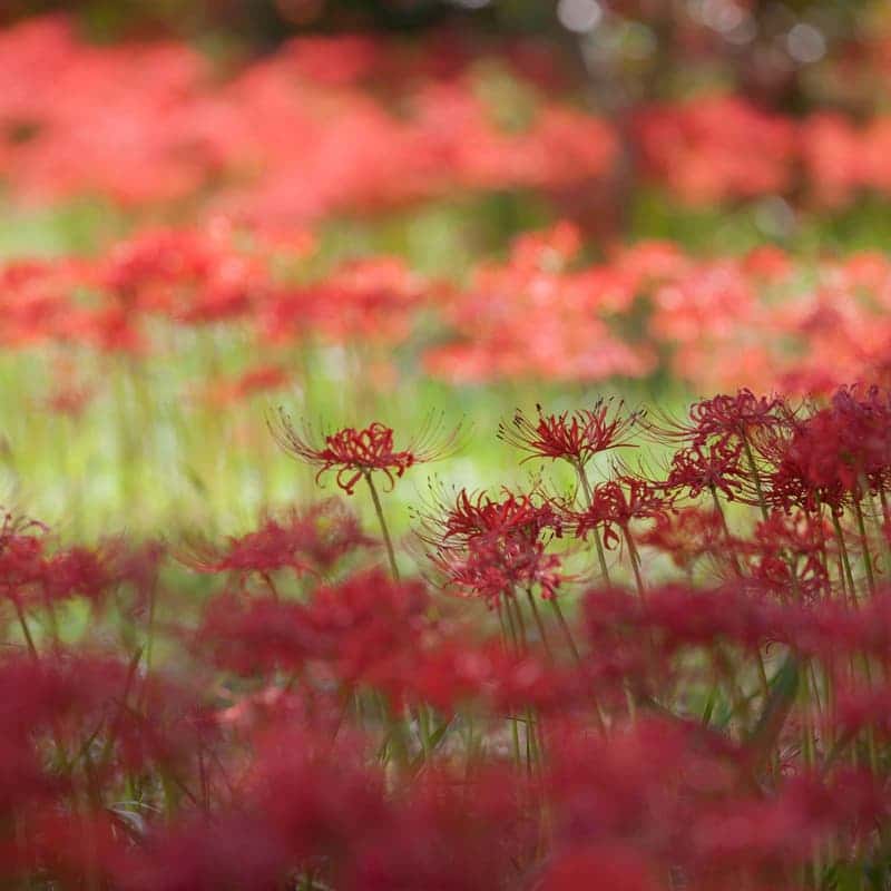 [고창/당일] 선운사 꽃무릇 + 학원농장 메밀꽃밭, 가을 꽃 필무렵 여행 사진 2
