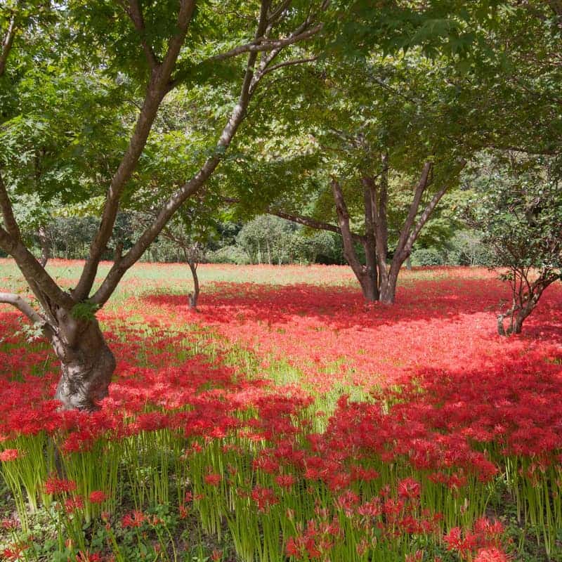 [고창/당일] 선운사 꽃무릇 + 학원농장 메밀꽃밭, 가을 꽃 필무렵 여행 사진 3