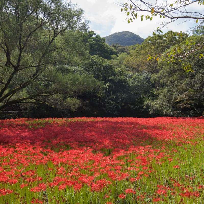 [고창/당일] 선운사 꽃무릇 + 학원농장 메밀꽃밭, 가을 꽃 필무렵 여행 사진 4