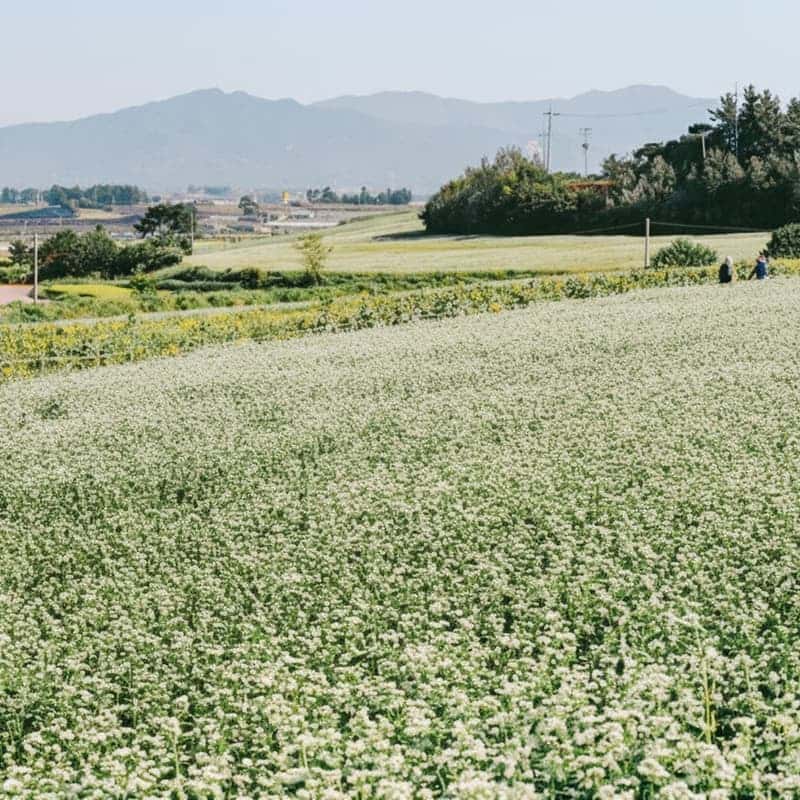 [고창/당일] 선운사 꽃무릇 + 학원농장 메밀꽃밭, 가을 꽃 필무렵 여행 사진 5