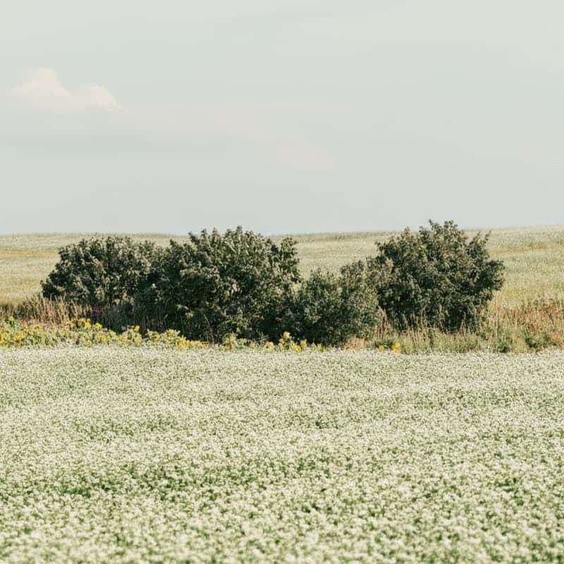 [고창/당일] 선운사 꽃무릇 + 학원농장 메밀꽃밭, 가을 꽃 필무렵 여행 사진 6