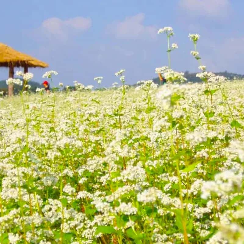 [고창/당일] 선운사 꽃무릇 + 학원농장 메밀꽃밭, 가을 꽃 필무렵 여행 사진 7