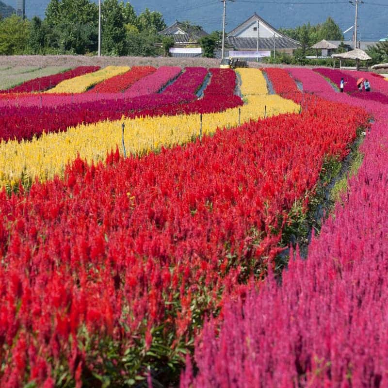 [철원/당일] 고석정 꽃밭+한탄강주상절리길+한탄강Y자출렁다리  사진 1