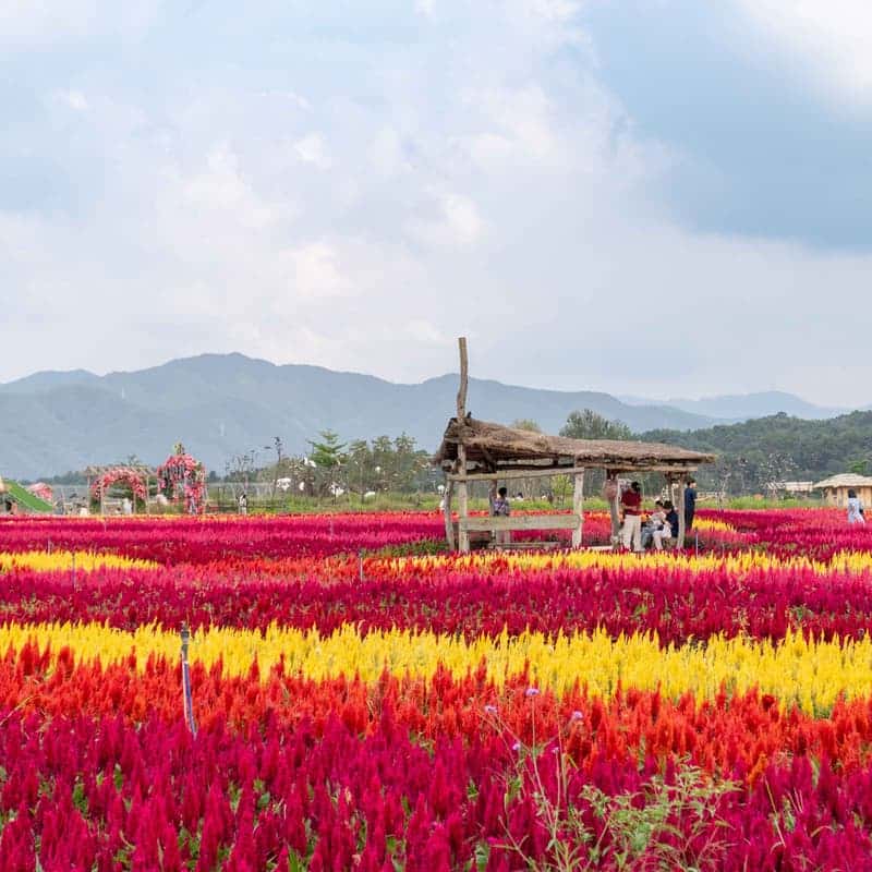 [철원/당일] 고석정 꽃밭+한탄강주상절리길+한탄강Y자출렁다리  사진 2