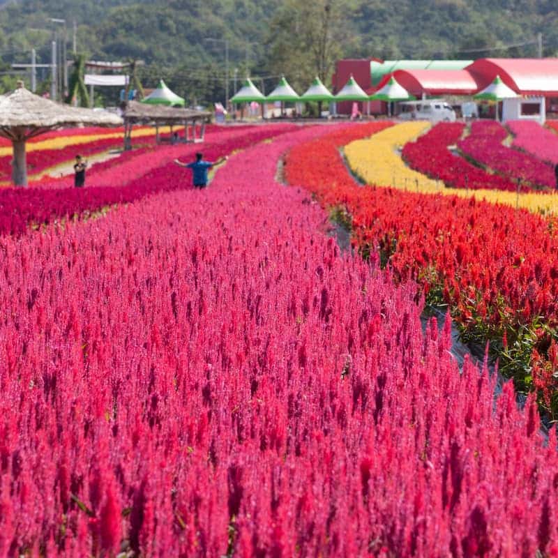 [철원/당일] 고석정 꽃밭+한탄강주상절리길+한탄강Y자출렁다리  사진 3