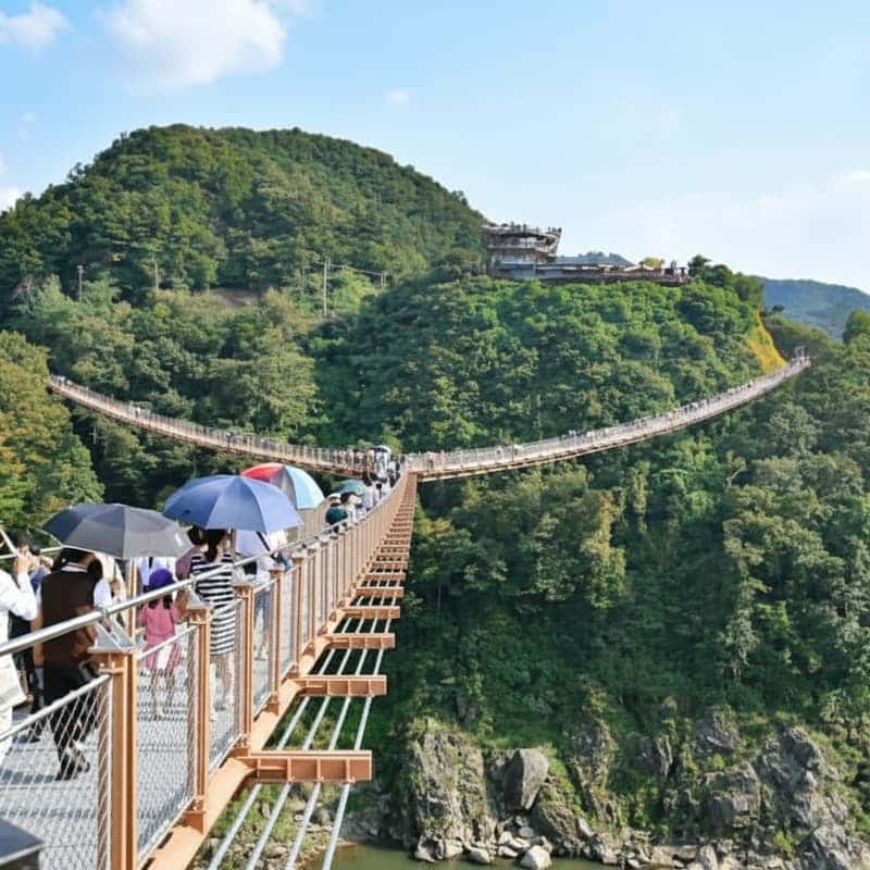 [철원/당일] 고석정 꽃밭+한탄강주상절리길+한탄강Y자출렁다리  사진 8