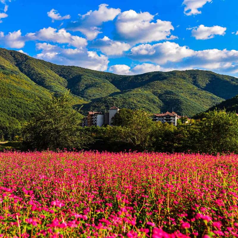 [영월/당일] 붉은 메밀꽃밭+장릉+한반도지형 전망대+보리밥정식 사진 1