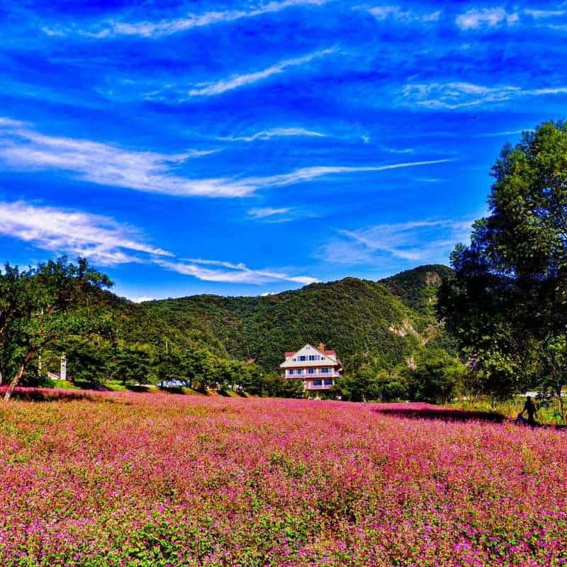 [영월/당일] 붉은 메밀꽃밭+장릉+한반도지형 전망대+보리밥정식 사진 2