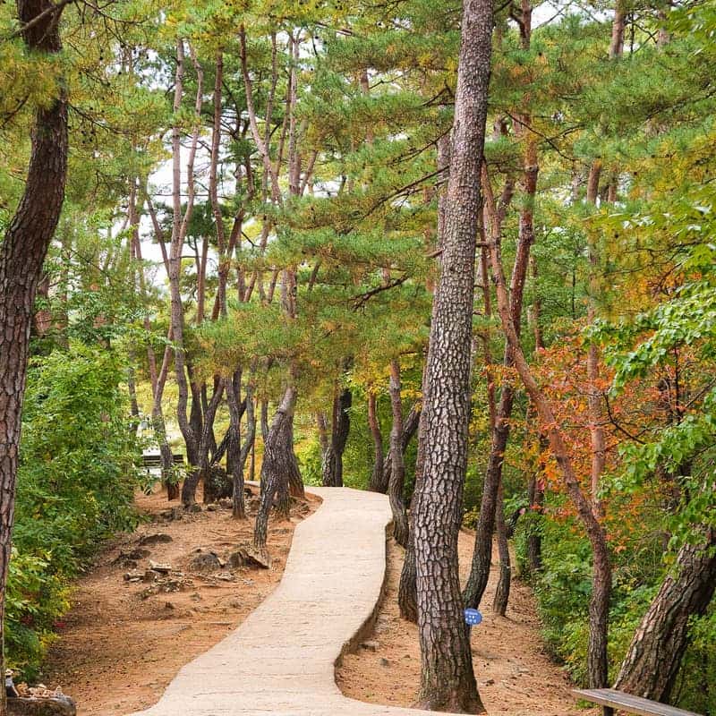 [영월/당일] 붉은 메밀꽃밭+장릉+한반도지형 전망대+보리밥정식 사진 4