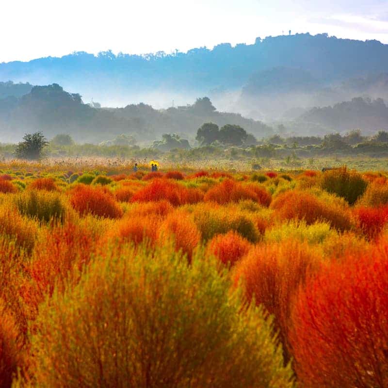 [연천/당일] 댑싸리공원+재인폭포+세라비한옥카페 사진 1