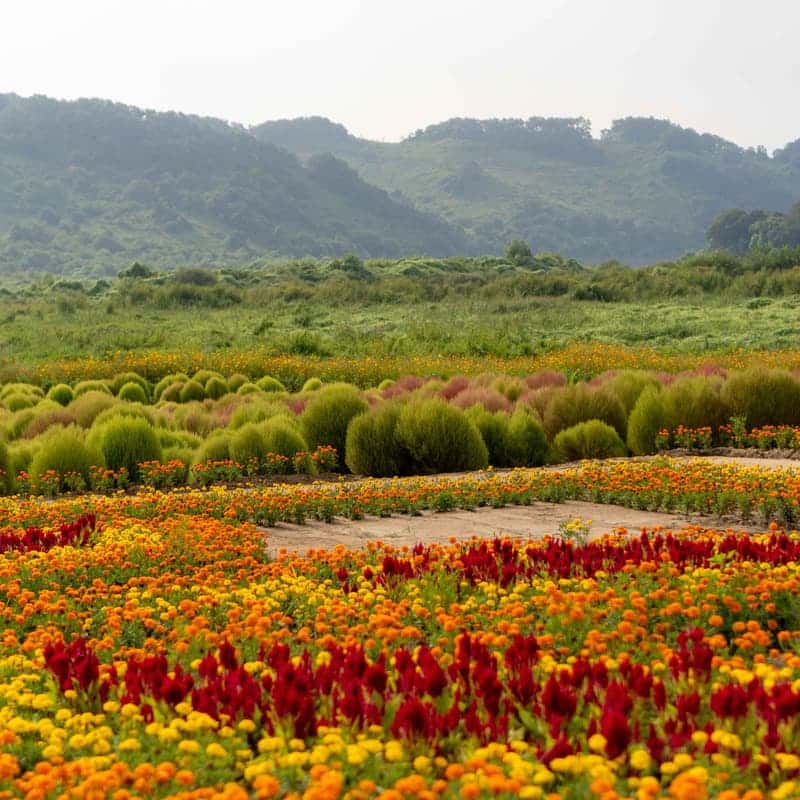 [연천/당일] 댑싸리공원+재인폭포+세라비한옥카페 사진 2