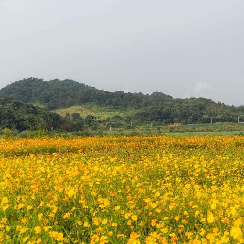 [연천/당일] 댑싸리공원+재인폭포+세라비한옥카페 사진 4