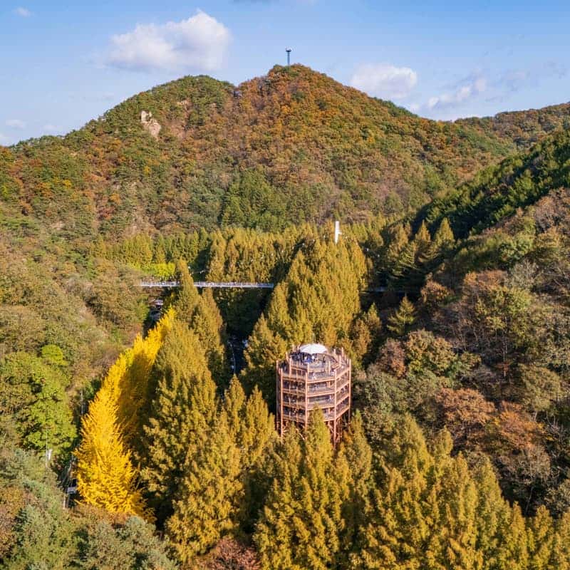 [대전/당일] 장태산 자연휴양림 메타세콰이아 숲길+계족산 황톳길 맨발 걷기 사진 1