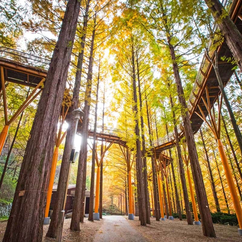 [대전/당일] 장태산 자연휴양림 메타세콰이아 숲길+계족산 황톳길 맨발 걷기 사진 3