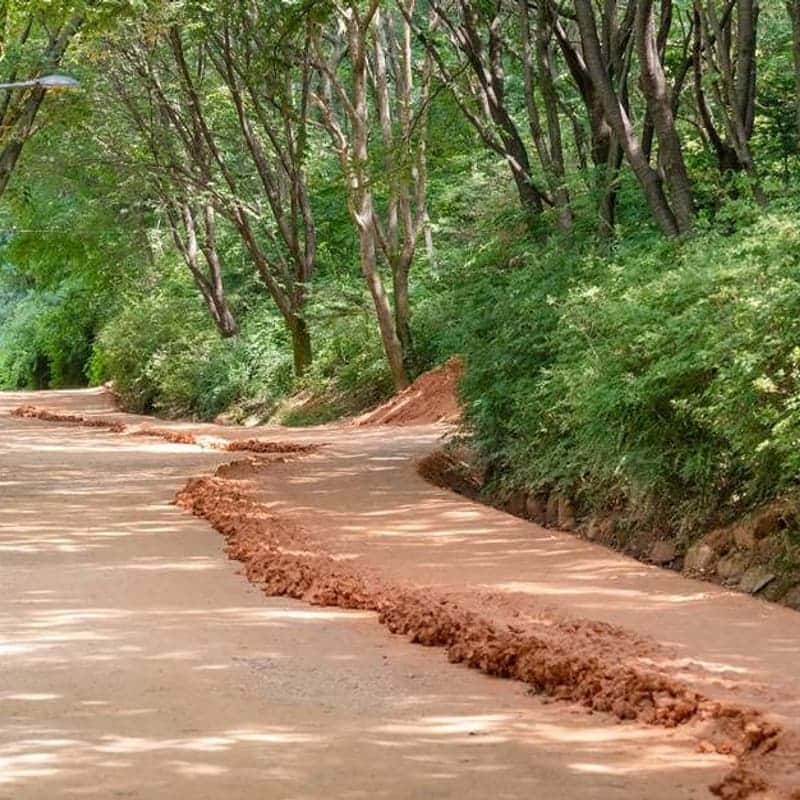 [대전/당일] 장태산 자연휴양림 메타세콰이아 숲길+계족산 황톳길 맨발 걷기 사진 4
