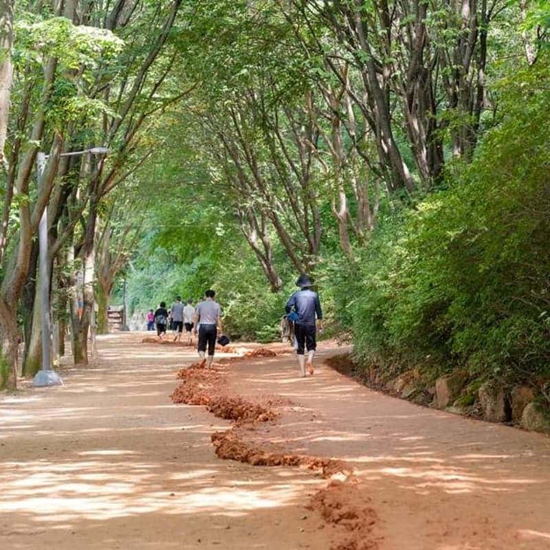 [대전/당일] 장태산 자연휴양림 메타세콰이아 숲길+계족산 황톳길 맨발 걷기 사진 5