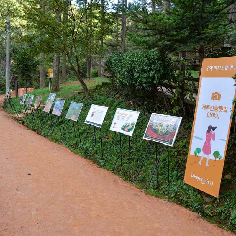 [대전/당일] 장태산 자연휴양림 메타세콰이아 숲길+계족산 황톳길 맨발 걷기 사진 6