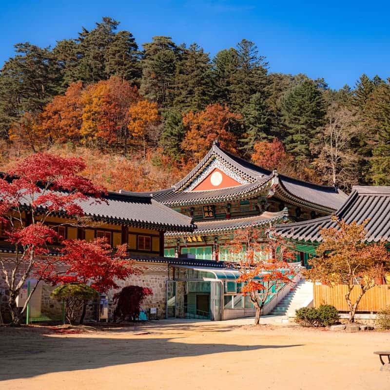 [평창/당일] 단풍 투어🍁 발왕산케이블카+천년주목숲길+오대산 월정사전나무숲+산채정식 사진 6