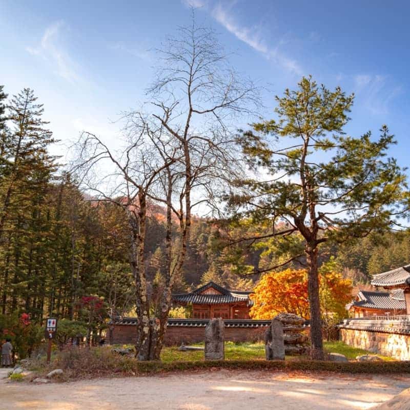 [평창/당일] 단풍 투어🍁 발왕산케이블카+천년주목숲길+오대산 월정사전나무숲+산채정식 사진 7